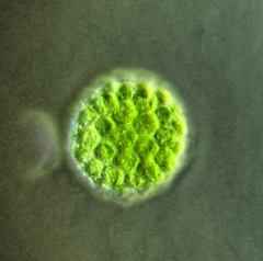 Pandorina