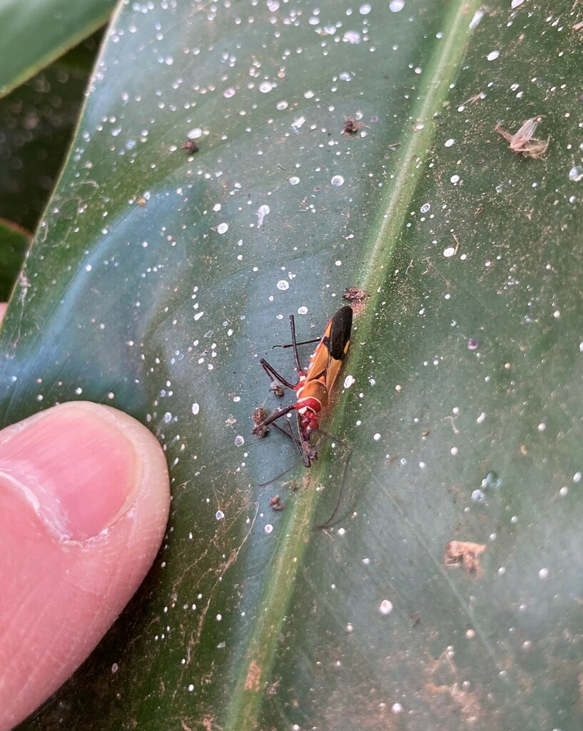 True Bugs, Hoppers, Aphids, and allies from Bugonga, Entebbe, Uganda on ...