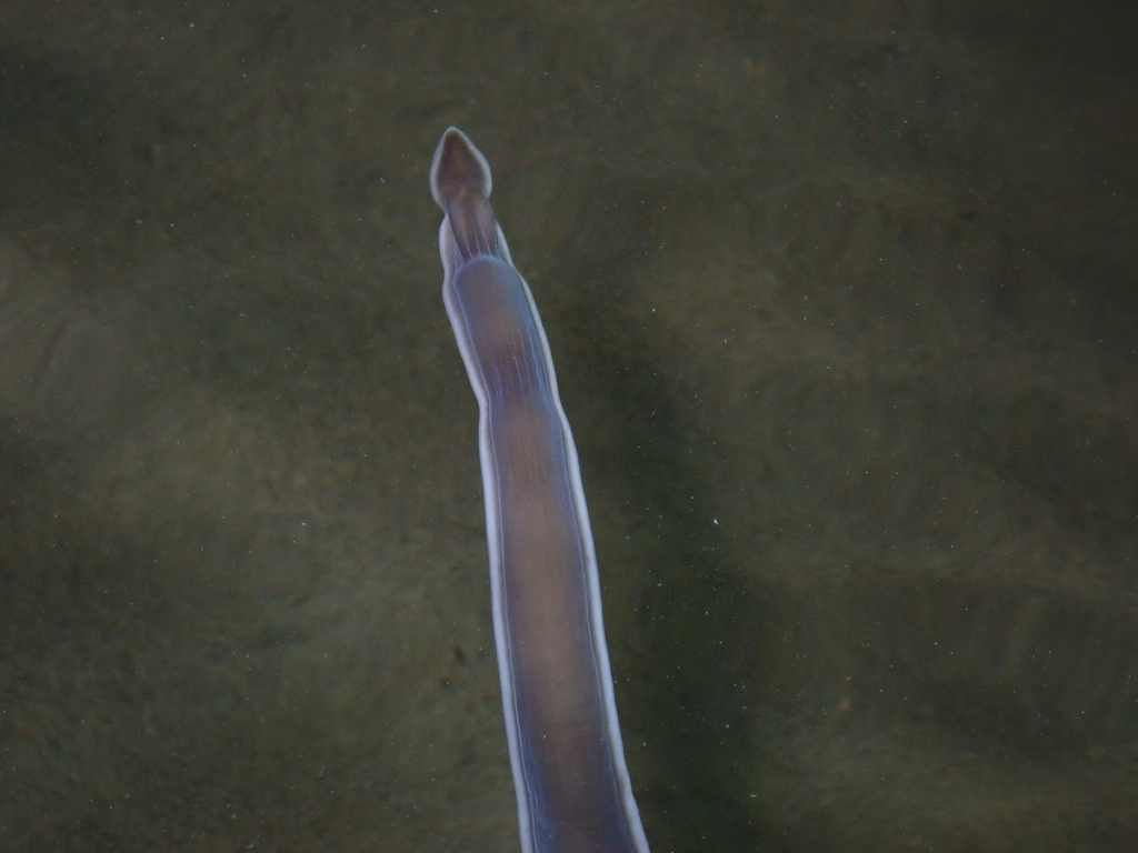 Cerebratulus marginatus