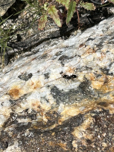 iNaturalist observation photo of Black Harvester Ant