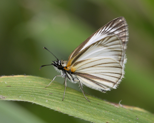 Veined White-Skipper
