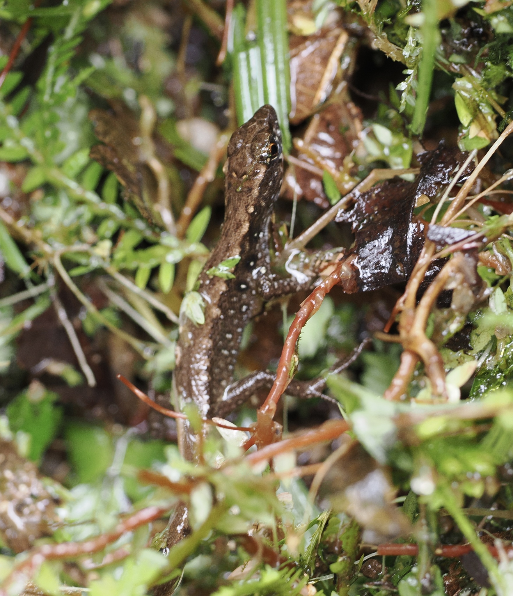 Potamites strangulatus image