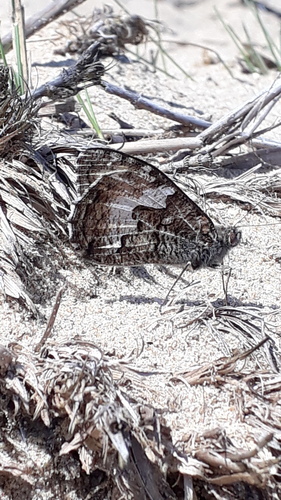 Grayling, Noordwijk, Nederland, photo 9 of 10