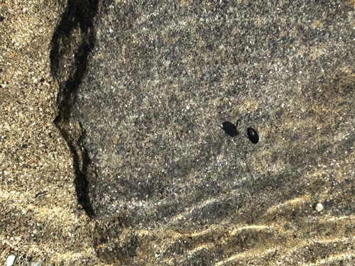 iNaturalist observation photo of Predaceous Diving Beetles