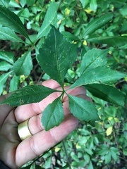 Eleutherococcus sieboldianus