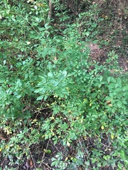 Eleutherococcus sieboldianus