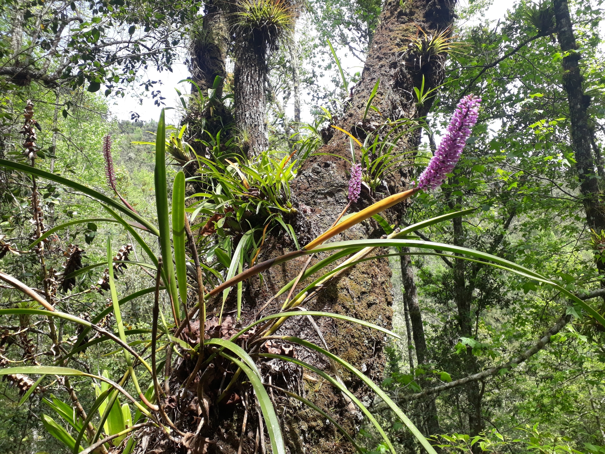 Imagem de Orquídea gigante