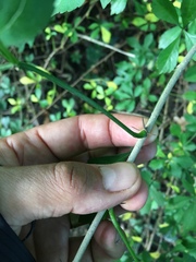 Eleutherococcus sieboldianus