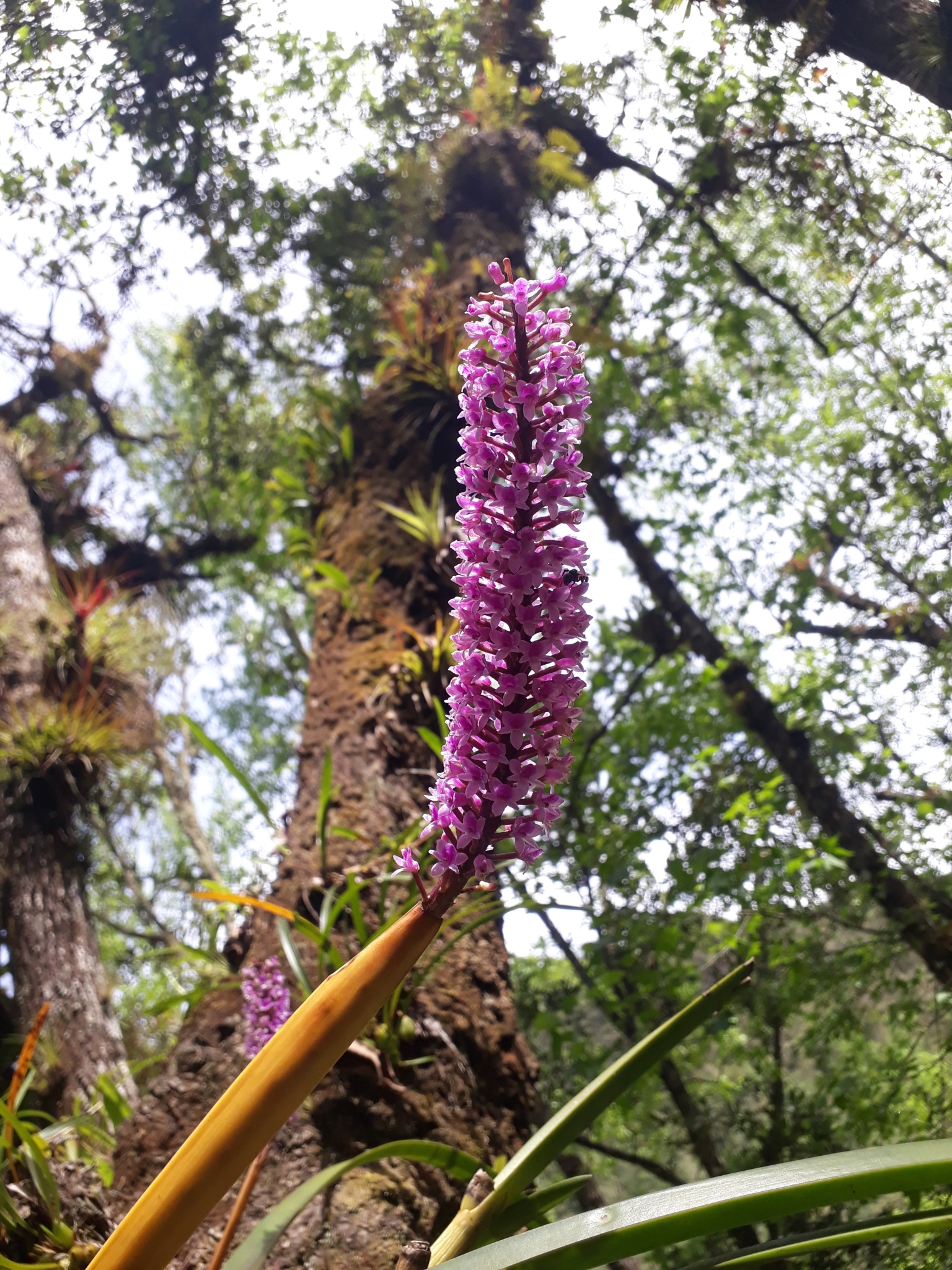 Imagem de Orquídea gigante
