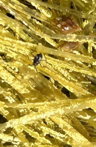 iNaturalist observation photo of Microvelia
