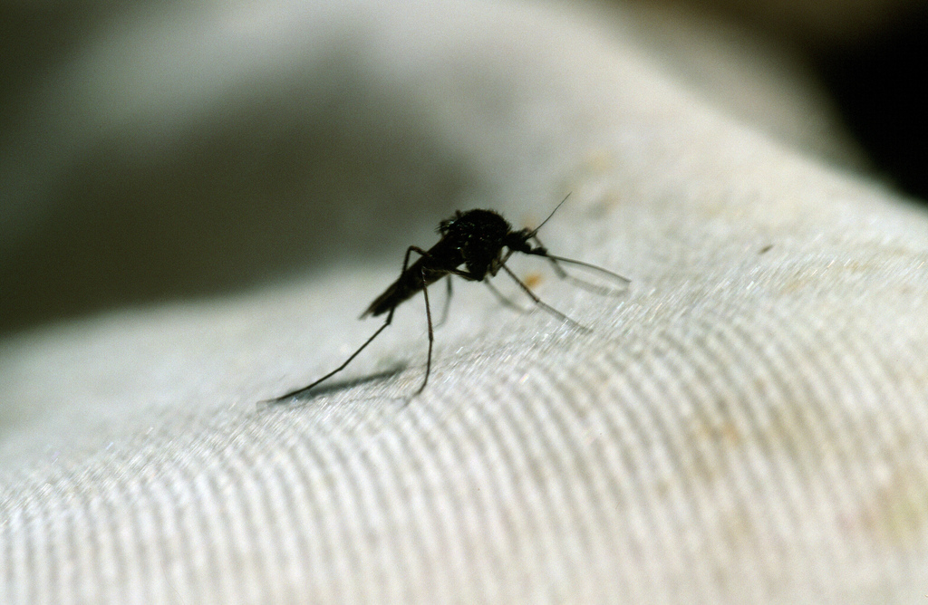 Arctic Mosquito from Kivalliq Region, NU, Canada on July 20, 2003 by ...