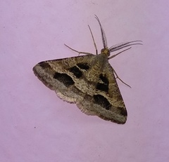 Isturgia disputaria