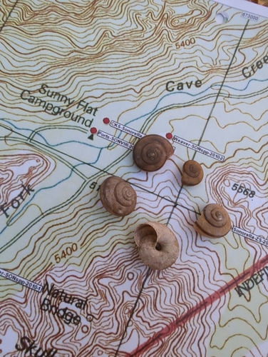 Chiricahua Talussnail