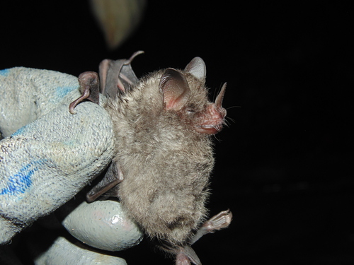 Seba's Short-tailed Bat