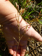 Trachyandra flexifolia