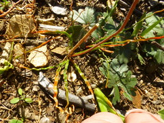 Trachyandra flexifolia
