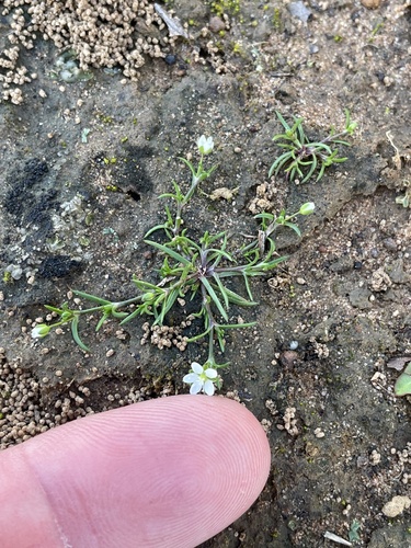 Trailing pearlwort (Sagina decumbens)