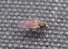 Austrosimulium