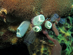 Social Tunicate photo 5