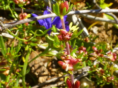 Anthosperminae