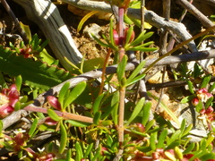 Anthosperminae