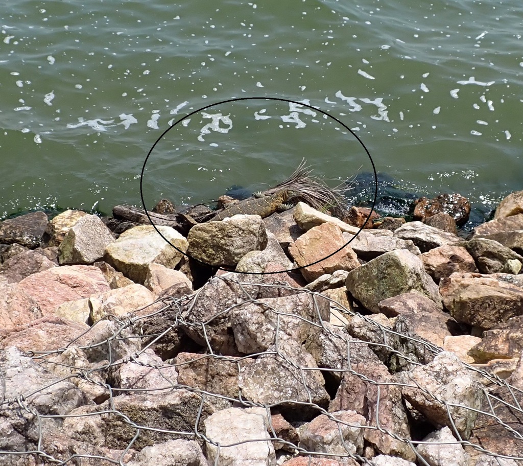 Nile Monitor from Bugonga, Entebbe, Uganda on February 04, 2023 at 04