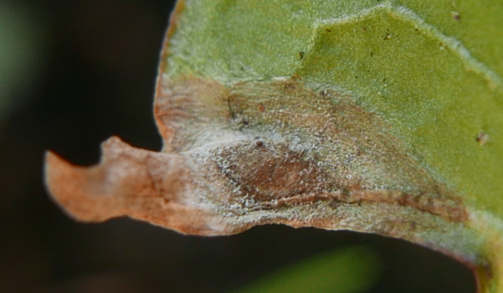 Ramularia inaequalis