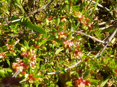 Anthosperminae