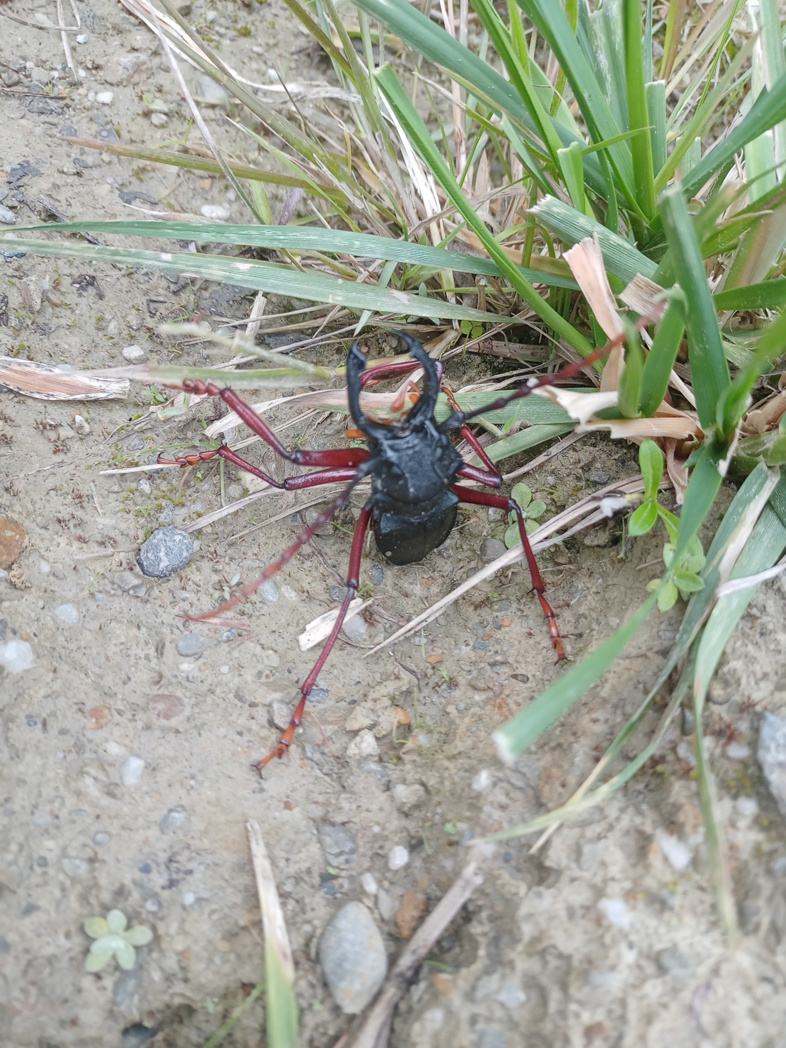 Prionacalus cacicus image