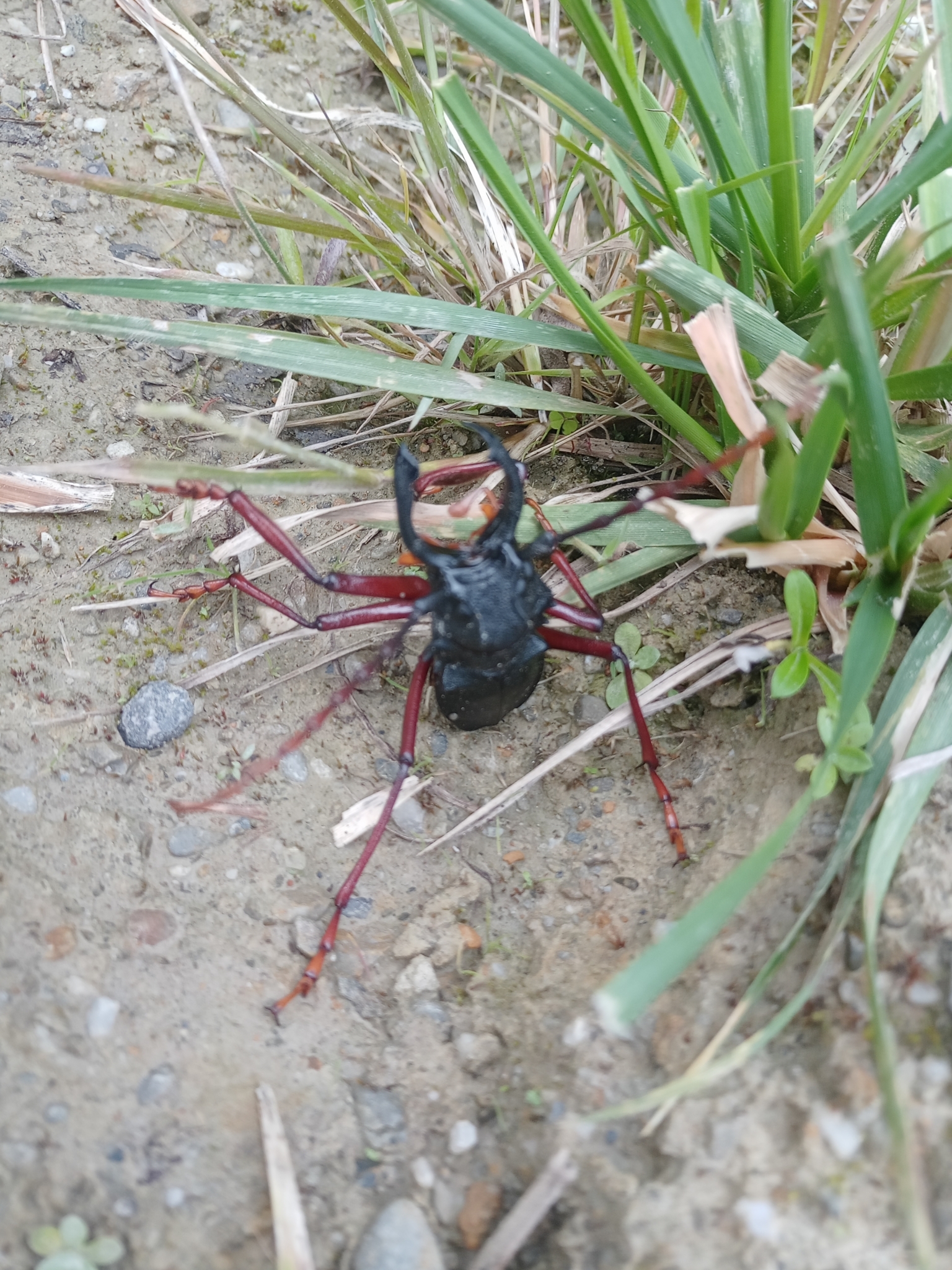 Prionacalus cacicus image