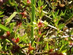 Anthosperminae