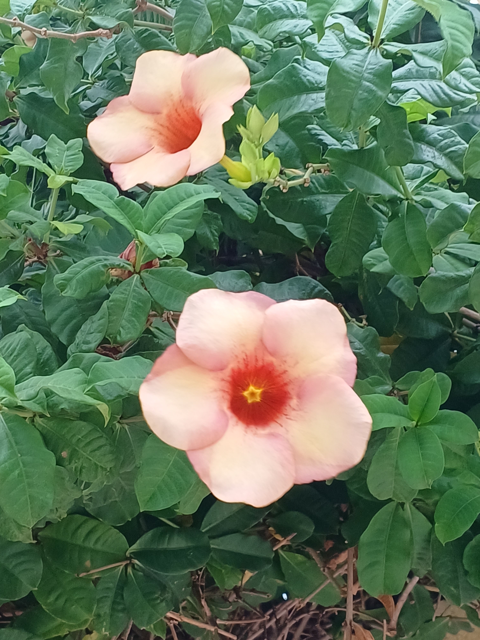 Allamanda blanchetii