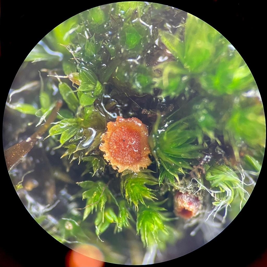 Lamprospora dictydiola