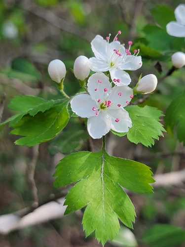 parsley hawthorn (Crataegus marshallii)