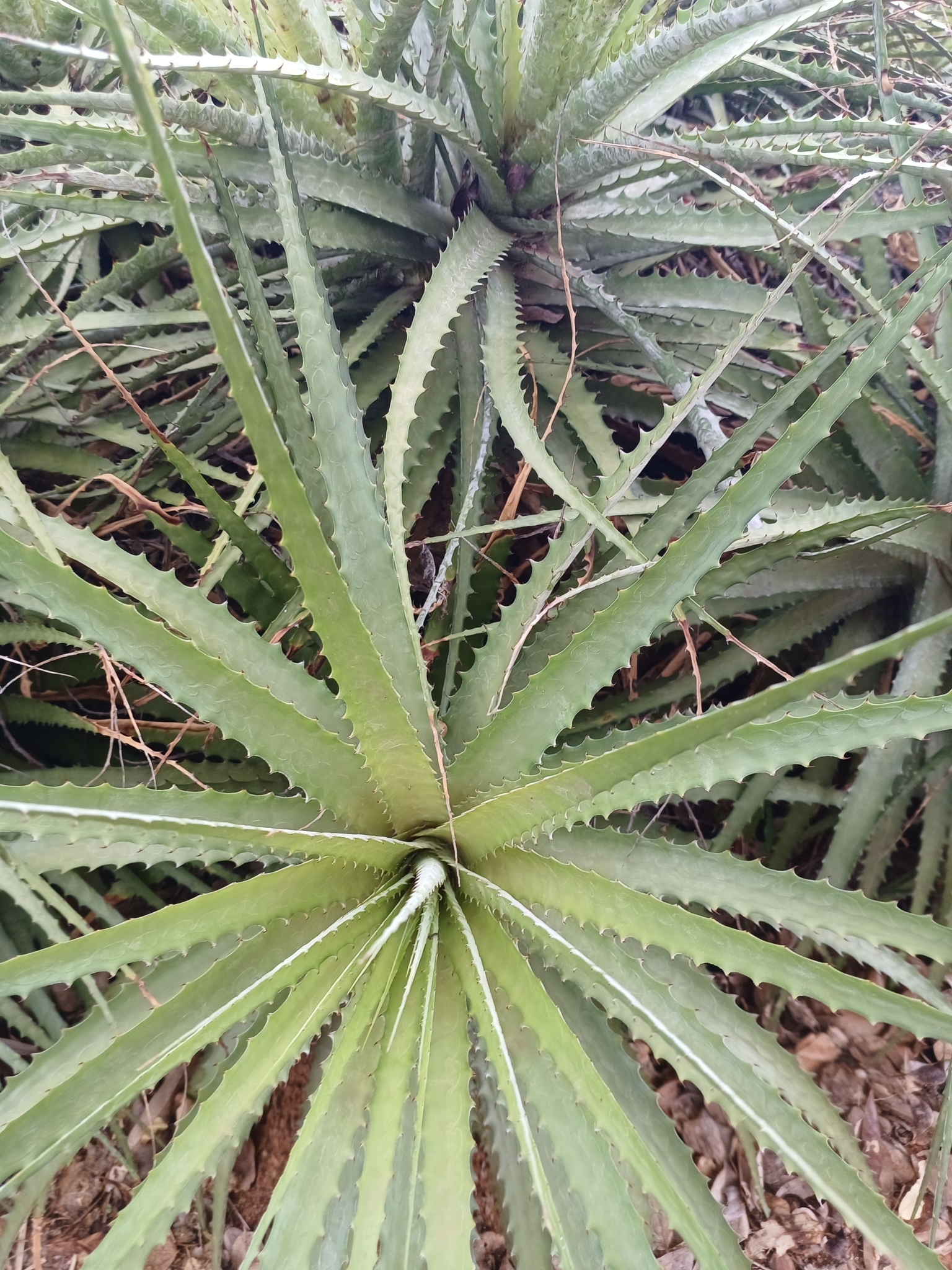 Encholirium spectabile