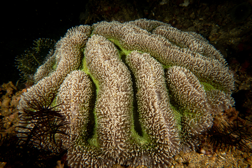 Lobophyllia flabelliformis