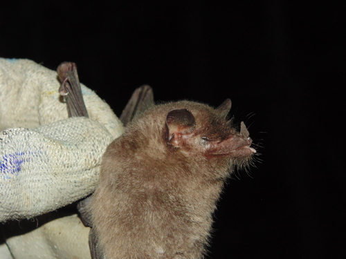 Geoffroy's Tailless Bat
