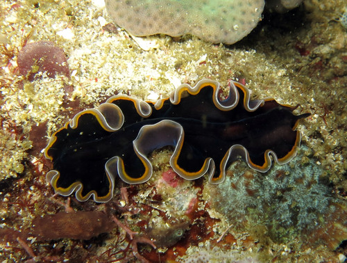 Pseudobiceros hancockanus (Collingwood, 1876)