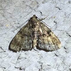 Metalectra richardsi