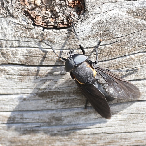 Black horse fly