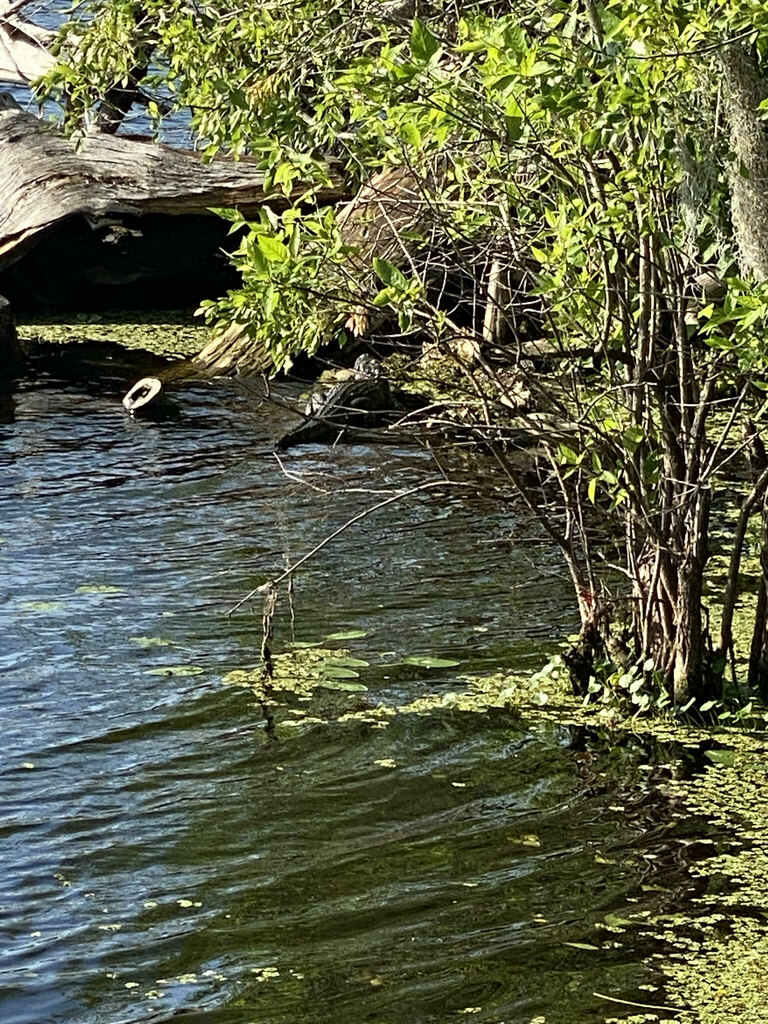 American Alligator from Lettuce Lake Park Trail, Tampa, FL 33637, USA