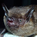 Serotine - Photo (c) The Darwin Initiative Centre for Bat Research, some rights reserved (CC BY-NC-SA)