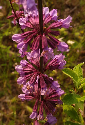 Turkish Whorled Clary (Salvia napifolia)