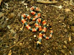 Micrurus diastema alienus