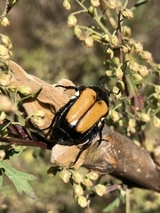 Campsiura mirabilis