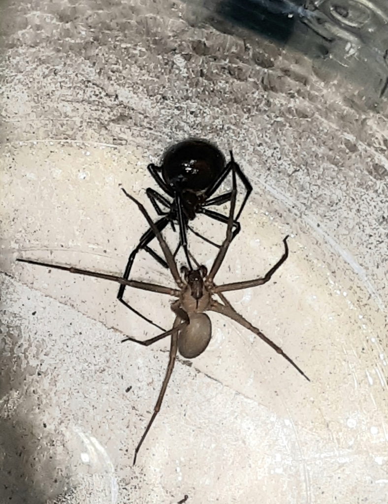 Brown recluse spider (Loxosceles reclusa) on a light-colored surface, showing the tan-to-brown body and the characteristic dark violin-shaped marking on the front section