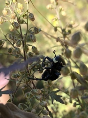 Campsiura mirabilis