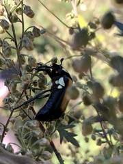 Campsiura mirabilis