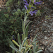 Salvia hypargeia - Photo (c) Mehmet Çelik, vissa rättigheter förbehållna (CC BY-NC), uppladdad av Mehmet Çelik