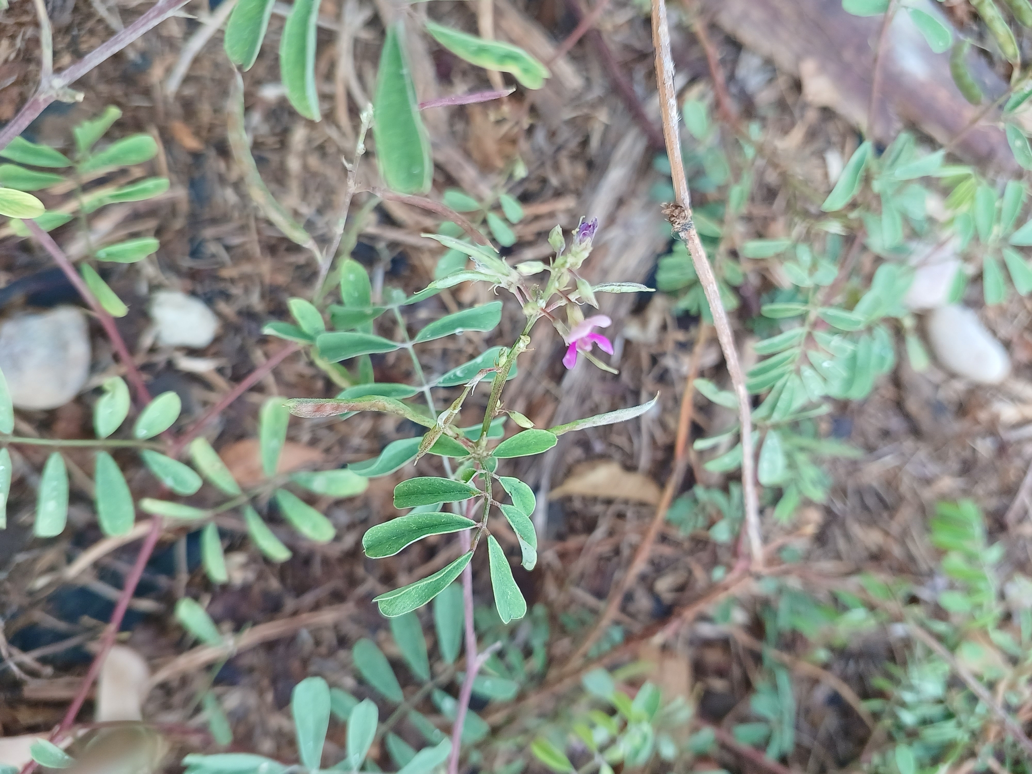 Tephrosia purpurea